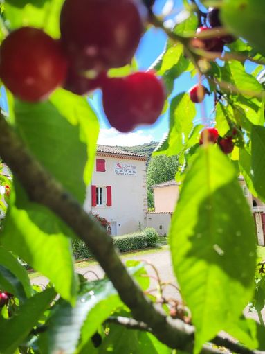 Cerisier en fleurs devant la maison du Clos d'Audio